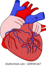 Anatomical human heart vector colored, cartoon icon. Hand drawn internal