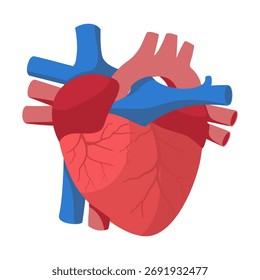 Vetor Anatômico do Coração Humano - Diagrama das Câmaras de Bombeamento de Sangue e Circulação
