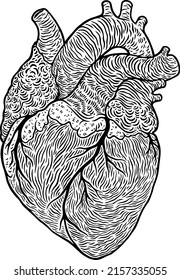 Anatomische Vektorgrafik des menschlichen Herzens