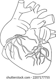 Anatomical human heart vector line icon. Hand drawn internal