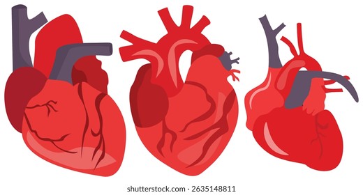 Vetor Anatômico do Coração Humano - Ilustração Realista de Órgão para Design Médico e Cardiológico