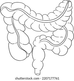 Icono de la línea vectorial del intestino humano anatómico. Interno dibujado a mano
