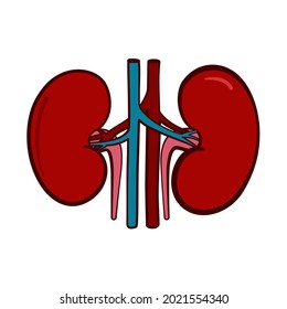 Anatomical human kidney organs in vector icon