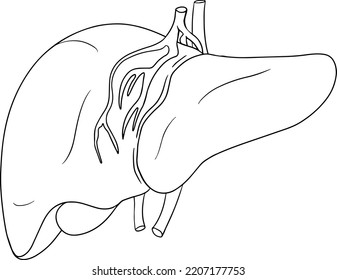 Icono de la línea vectorial anatómica del hígado humano. Interno dibujado a mano