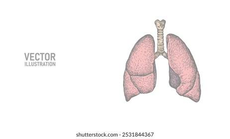  Pulmones humanos anatómicos línea silueta de arte. Diseño del concepto de medicina saludable contra el tabaquismo Día Mundial sin Tabaco Ilustración vectorial de dibujo de tuberculosis