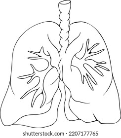 Anatomical human lungs vector line icon. Hand drawn internal