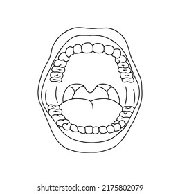 Anatomical human mouth. Drawn by lines on white background. Vector Stock illustration.