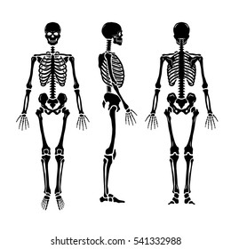 Anatomical human skeleton  in three positions 