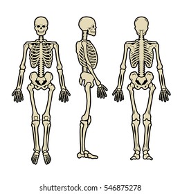 Anatomical human skeleton, in three positions.