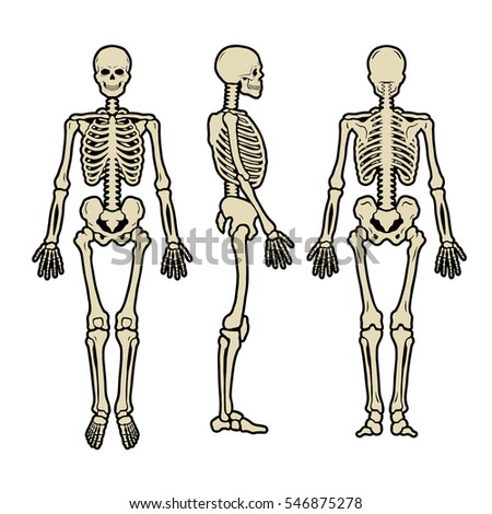 Anatomical human skeleton, in three positions.