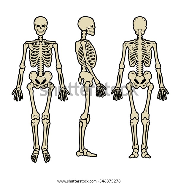 Anatomical Human Skeleton Three Positions Stock Vector (Royalty Free ...