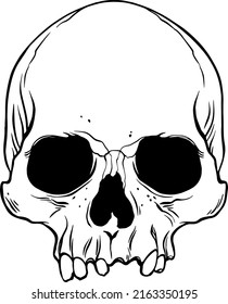 Anatomical Human Skull. Vector hand drawn illustration