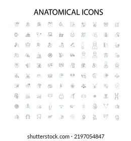 iconos anatómicos, signos, símbolos de contorno, colección de líneas de ilustración lineal de concepto