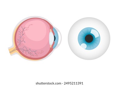 Anatomical illustration of the eyeball, round Eye ball human.