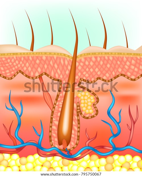 Anatomical illustration of hair follicle.\
Diagram showing the main differentiated layers in a mature anagen\
hair follicle.
