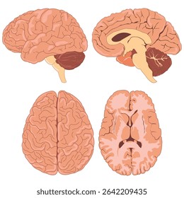 Anatomical illustration of human brain with multiple perspective views. eps 10