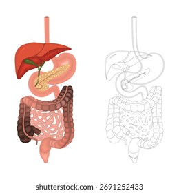 Anatomische Darstellung des menschlichen Verdauungssystems, die Organe wie Leber, Magen und Darm zeigt, zusammen mit einer detaillierten Linienzeichnung.