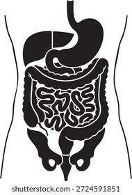 Ilustración anatómica del sistema digestivo humano estómago intestinos y pelvis