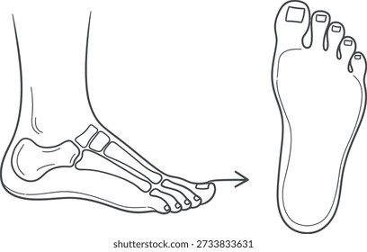 Anatomical illustration of human foot with bone structure