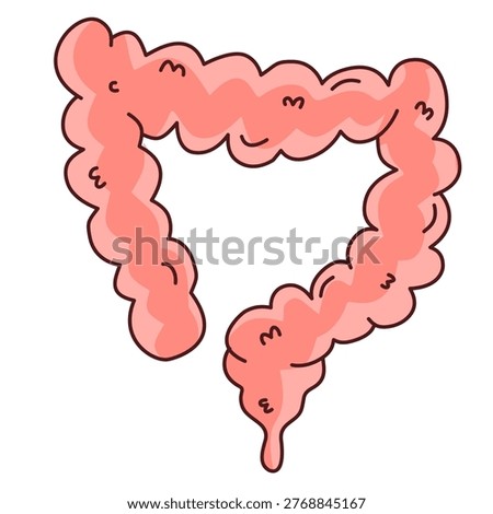 anatomical illustration of the human large intestine showing the entire colon structure