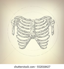 anatomical illustration of the human skeleton in drawing style