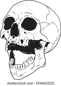 anatomical illustration human skull black white