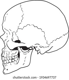 anatomical illustration human skull black white