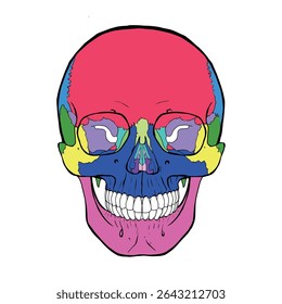 Anatomical illustration of a human skull with each bone color-coded for easy identification. Ideal for educational and scientific use.