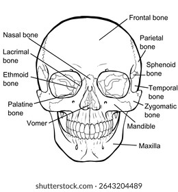 Anatomical illustration of the human skull with English bone labels. Suitable for educational, medical, and scientific use.