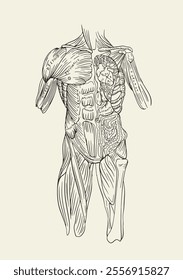 Anatomical illustration of the human torso featuring labeled muscles and internal organs in a vintage, medieval style. The detailed black-and-white hand-drawn design evokes the aesthetics of old medic