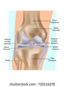 Anatomical illustration of knee. Knee joint anatomy diagram showing the bones, cartilage and ligaments