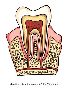 Anatomical illustration of molars teeth