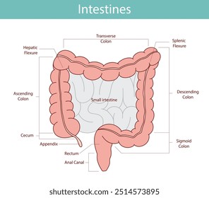 anatomical illustration of the rectum, appendix, small intestine in cartoon style.