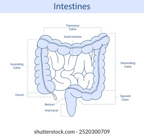 anatomical illustration of the rectum, appendix, small intestine in cartoon style.