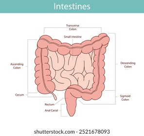 ilustração anatômica do reto, apêndice, intestino delgado em estilo cartoon.