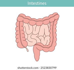 Ilustración anatómica del recto, apéndice, intestino Pequeño en estilo de dibujos animados.