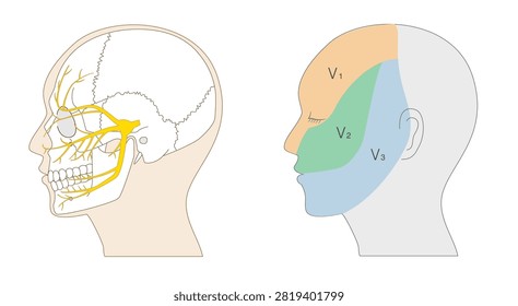 Anatomical Illustration Set of Trigeminal Nerve Distribution and Innervation Zones
