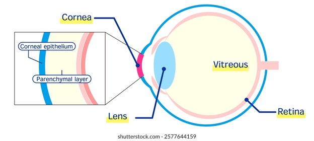 An anatomical illustration showing the structure of the eye. Key parts like the corneal epithelium, vitreous body, and retina are clearly labeled.