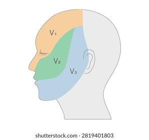 Anatomical Illustration of the Trigeminal Nerve Distribution and Innervation Zones