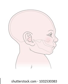 Anatomical image of the head and skull of a newborn child with a normal cranium. Vector. Isolated on white background