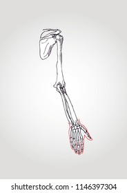 anatomical image of human bones
