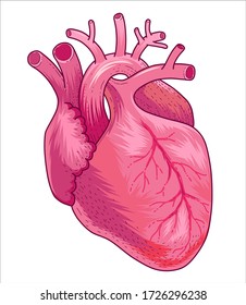 Anatomical image of the human heart. Vector illustration isolated on white background