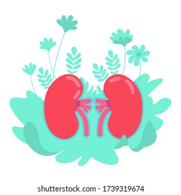 Anatomical kidney flat concept vector illustration. Aorta and cortex diagnosis. Blood circulation. Physiology 2D cartoon object for web design. Healthy human internal organ creative idea