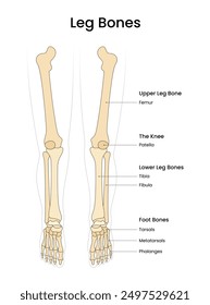 Anatomical of the Leg Bones