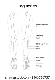 Anatomical of the Leg Bones in Line Style