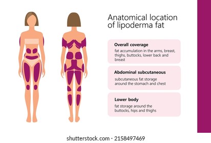  anatomical location of lipoderma fat in woman body, vector illustration