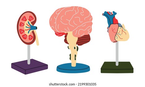 Anatomical Model Of Brain, Kidney, Heart On Stand. Human Organs In Simple Flat Line Style, Vector Cartoon Illustration, Medicine, Biology, Physiology. Health, Demonstration, Organism, Body, Education.