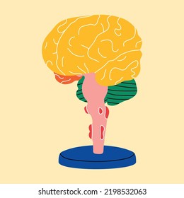 Anatomical Model Of The Human Brain In A Simple Flat Line Style, For Medical Education. Cartoon Abstract Illustration, Brain Health Concept In Health Care, Teaching, Demonstration, Organism, Biology.