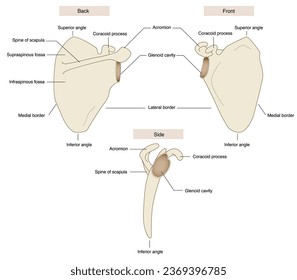 Anatomical names of the scapula Back and front, side view - Shutterstock ID 2369396785