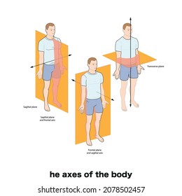 Anatomical Planes Of The Body, Anatomical Planes Of Sections, Showing The Sagittal, Coronal And Transverse Planes From The Female Body